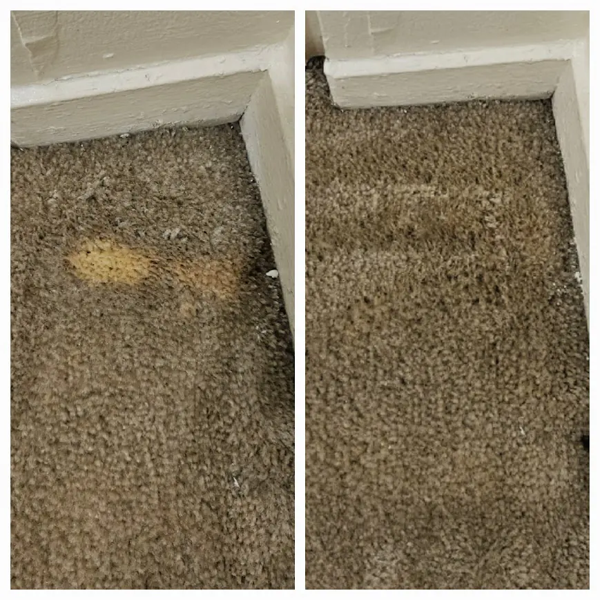 Before and after of carpet stain treatment